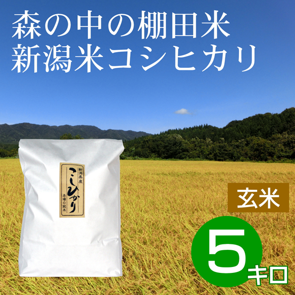 玄米 5キロ