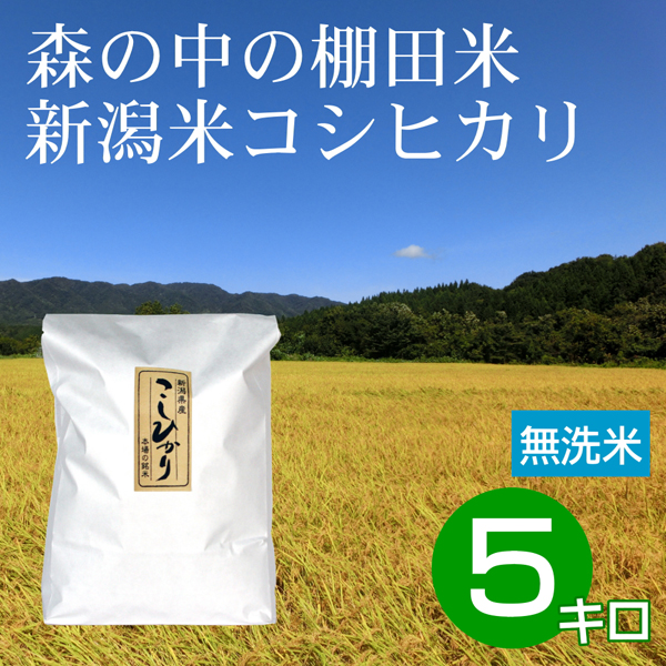 無洗米 5キロ