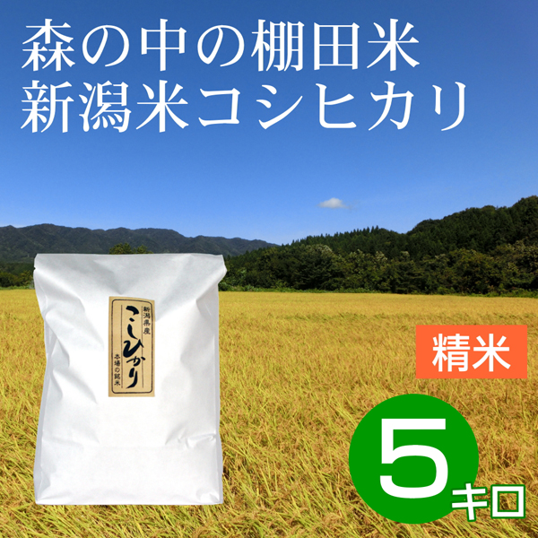 白米（精米） 5キロ